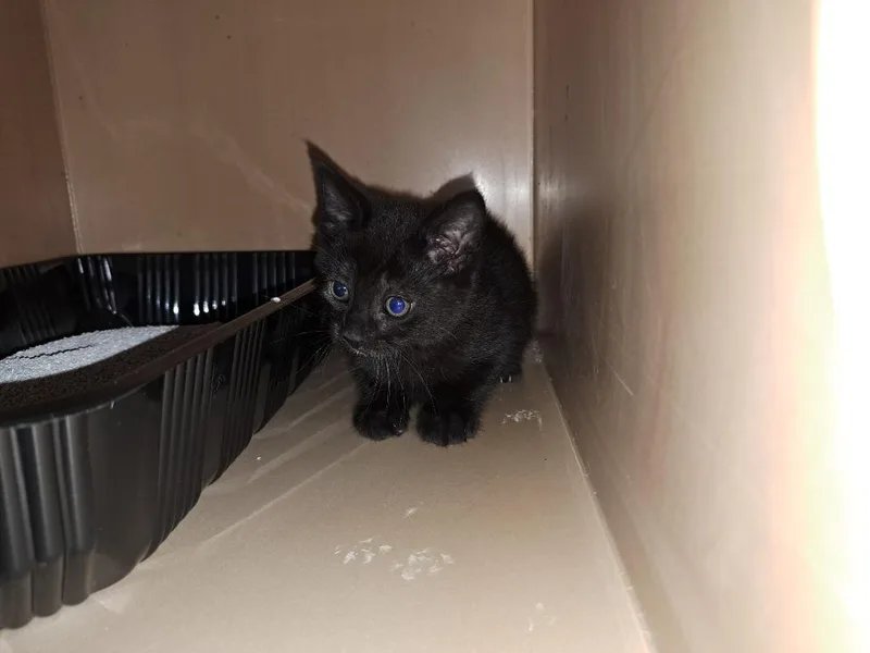 A baby medium-sized male Domestic Short Hair cat named Ranger for adoption in Fayetteville, TN