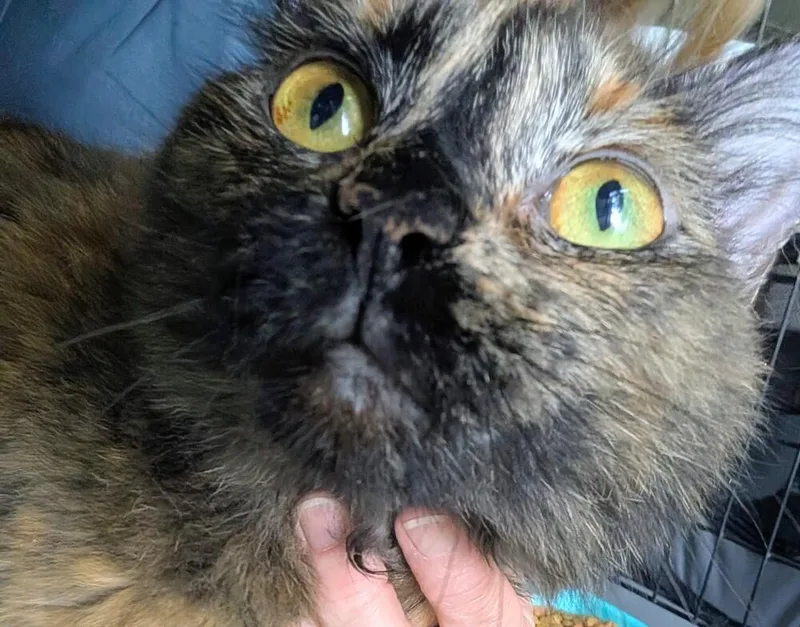 An adult medium-sized female Domestic Medium Hair cat named Glory for adoption in Louisa, VA