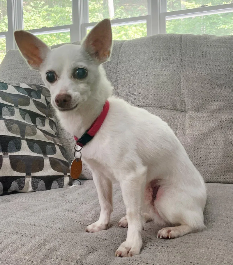 A senior small-sized male Chihuahua dog named Pacino Pepeonly Lbs! for adoption in Franklin, TN