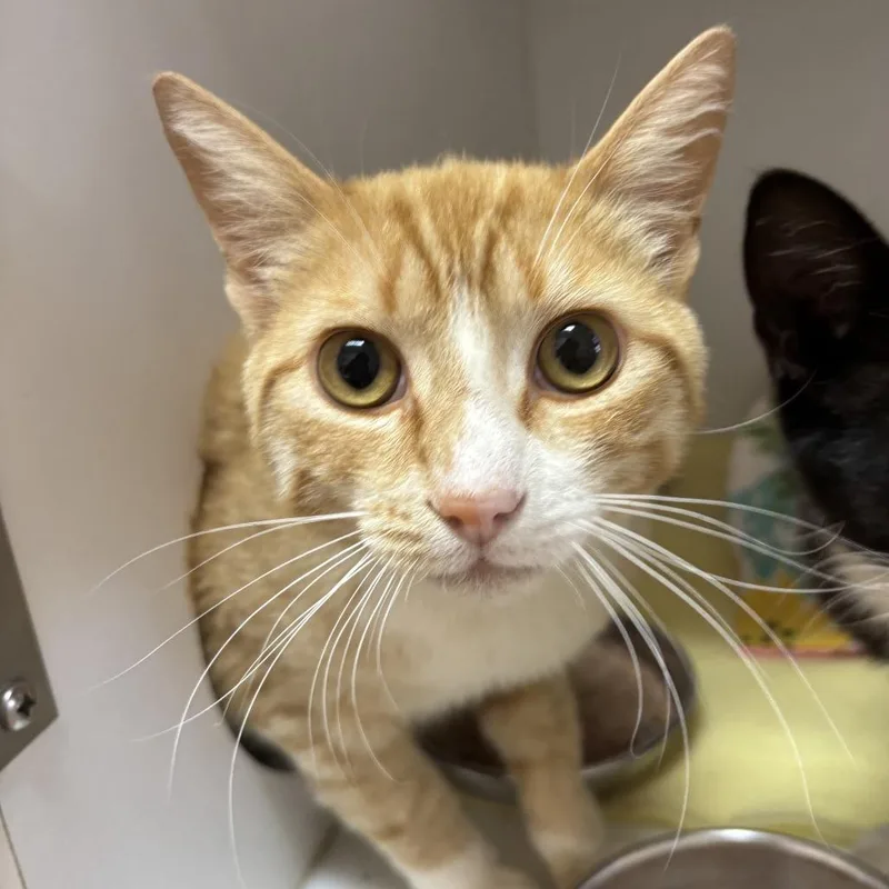 A baby medium-sized male Orange / Red Domestic Short Hair cat named Pacific for adoption in Kanab, UT