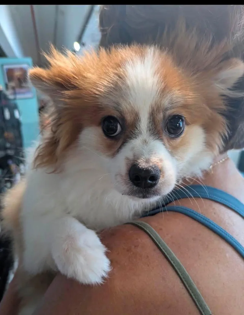 A baby small-sized male Brown / Chocolate Pomeranian dog named Messi for adoption in Ozone Park, NY