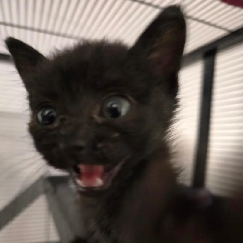 A baby small-sized male Domestic Medium Hair cat named Chad Crunchwrap for adoption in Clarksville, AR