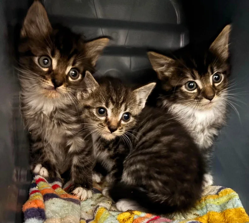 A baby medium-sized male Domestic Medium Hair cat named Morgan: Visit At Petsmart for adoption in Rustburg, VA