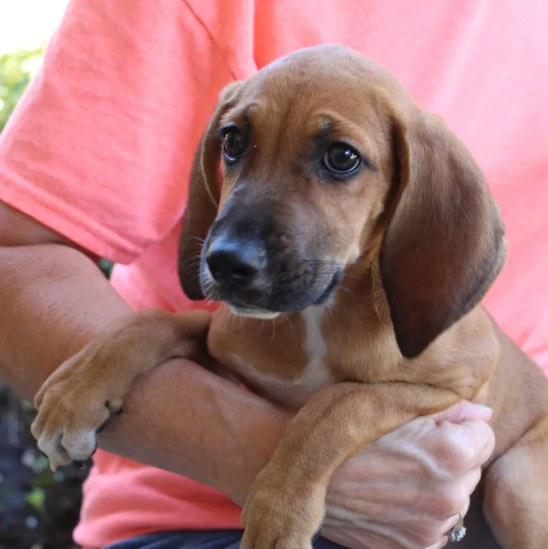 A baby medium-sized female Treeing Walker Coonhound dog named Jade for adoption in Prattville, AL