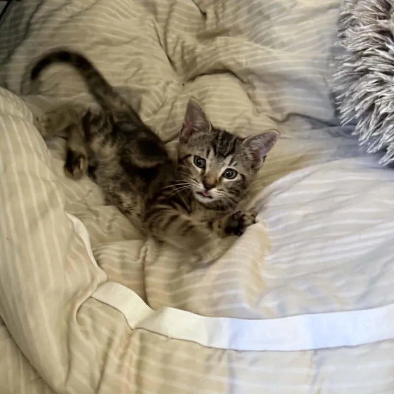 A young medium-sized male Domestic Short Hair cat named Cookie for adoption in Mansfield, TX