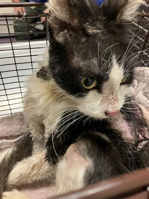An adult medium-sized male Domestic Short Hair cat named Squibble for adoption in Long Beach, CA