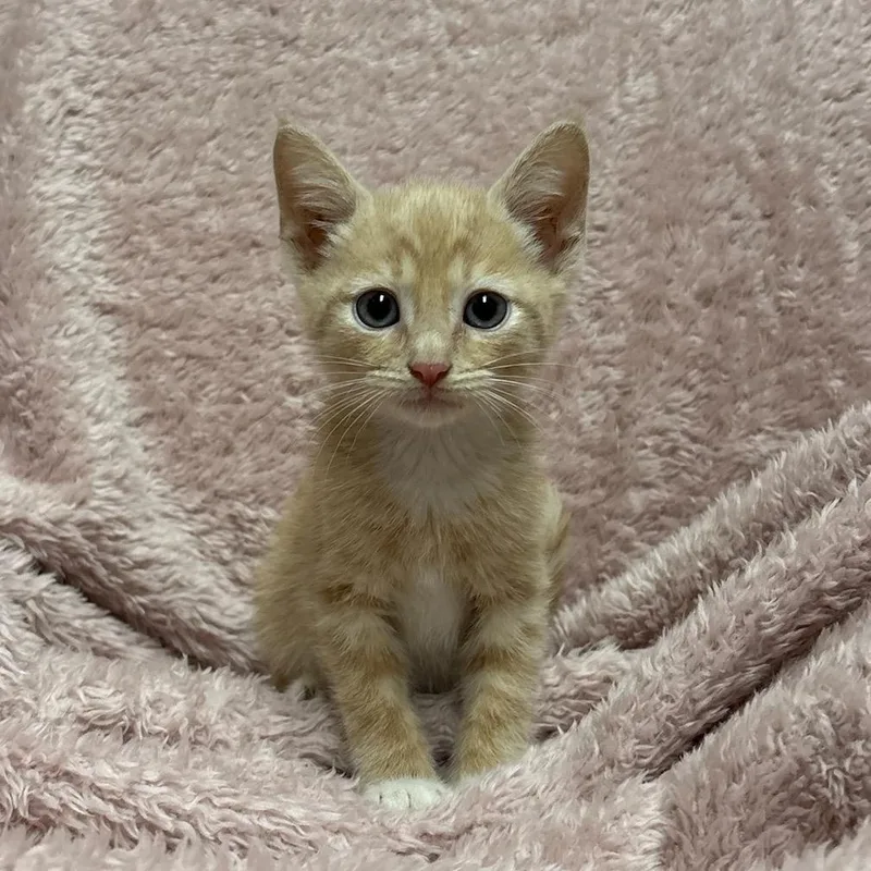 A baby small-sized male Buff / Tan / Fawn Domestic Short Hair cat named Lemon for adoption in Fort Collins, CO