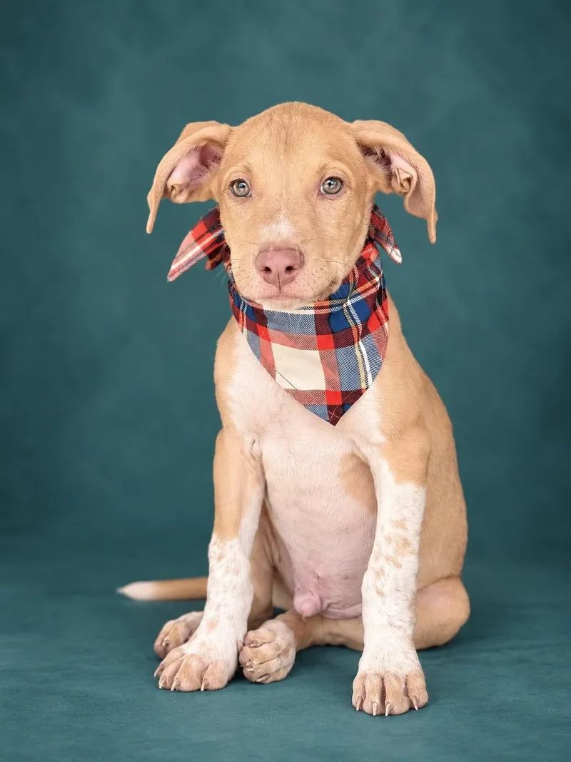 A baby medium-sized male Pit Bull Terrier dog named Tropical Gangster for adoption in Cranston, RI