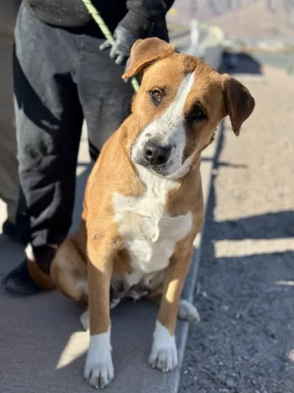 An adult extra large-sized female Brown / Chocolate Pit Bull Terrier dog named Dolly for adoption in El Paso, TX