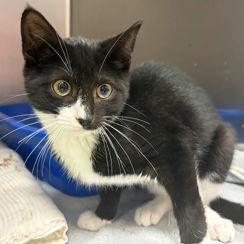 A baby small-sized male Black Domestic Short Hair cat named Aspen for adoption in East Hanover, NJ
