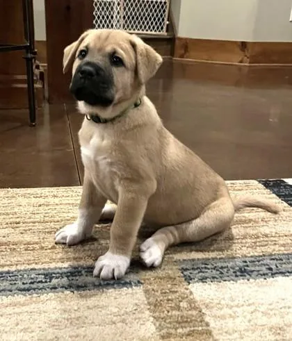 A baby medium-sized female Mixed Breed dog named Presley for adoption in Cumming, GA
