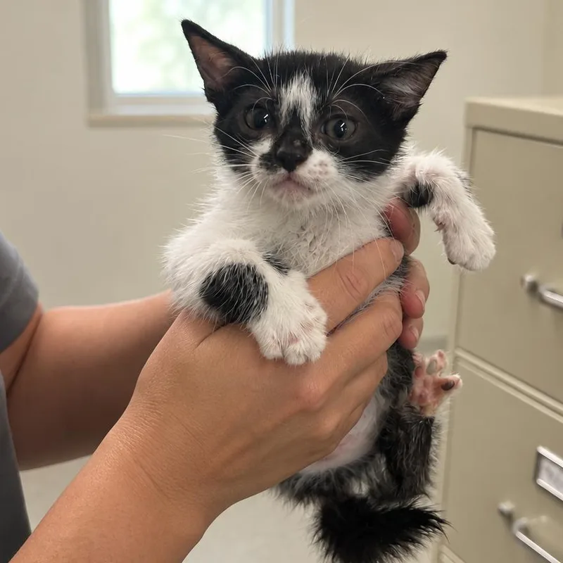 A baby small-sized male Black Domestic Short Hair cat named Glorious Storm for adoption in Austin, TX