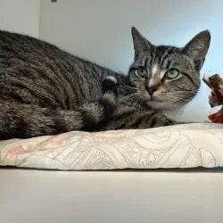 Jellybean thumbnail 2