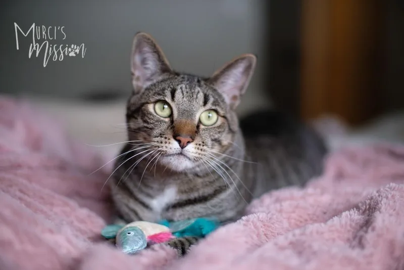 An adult large-sized male Domestic Short Hair cat named Lemmy for adoption in Spokane , WA