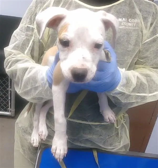 A baby small-sized female Pit Bull Terrier dog named Brienne for adoption in Phoenix, AZ