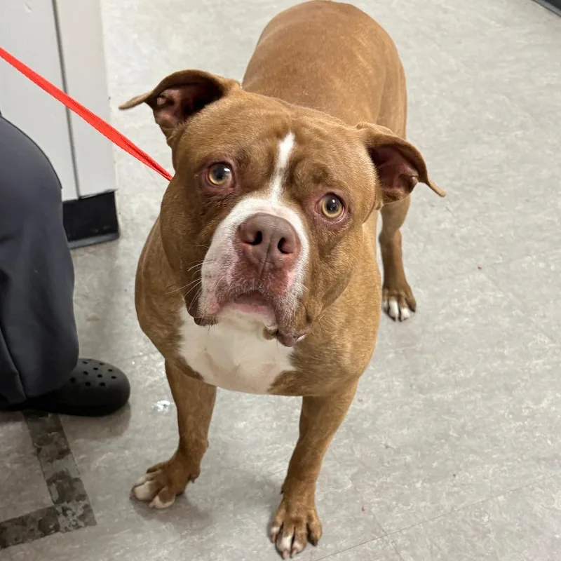 An adult large-sized male Brown / Chocolate Mixed Breed dog named Nugget Monster for adoption in Philadelphia, PA