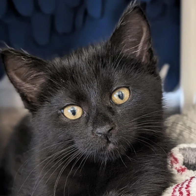 A baby medium-sized female Black Domestic Short Hair cat named Space Invader for adoption in Jefferson, WI