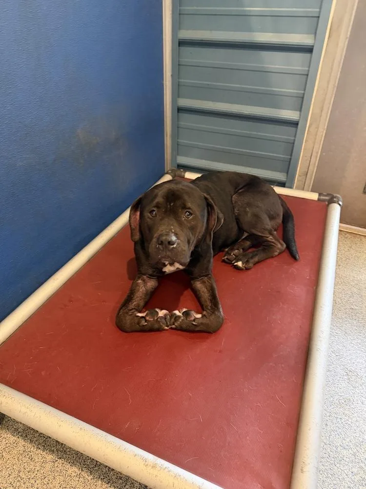 An adult medium-sized male Tricolor (Brown, Black, & White) Pit Bull Terrier dog named Gus for adoption in Bartlesville, OK