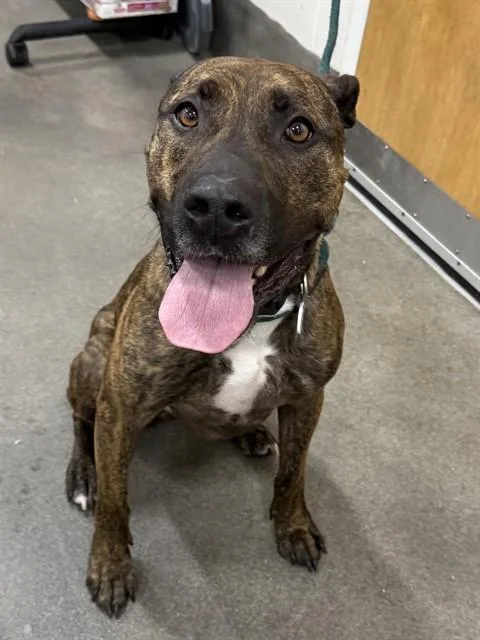 An adult large-sized male Mastiff dog named Diablo for adoption in Upper Marlboro, MD