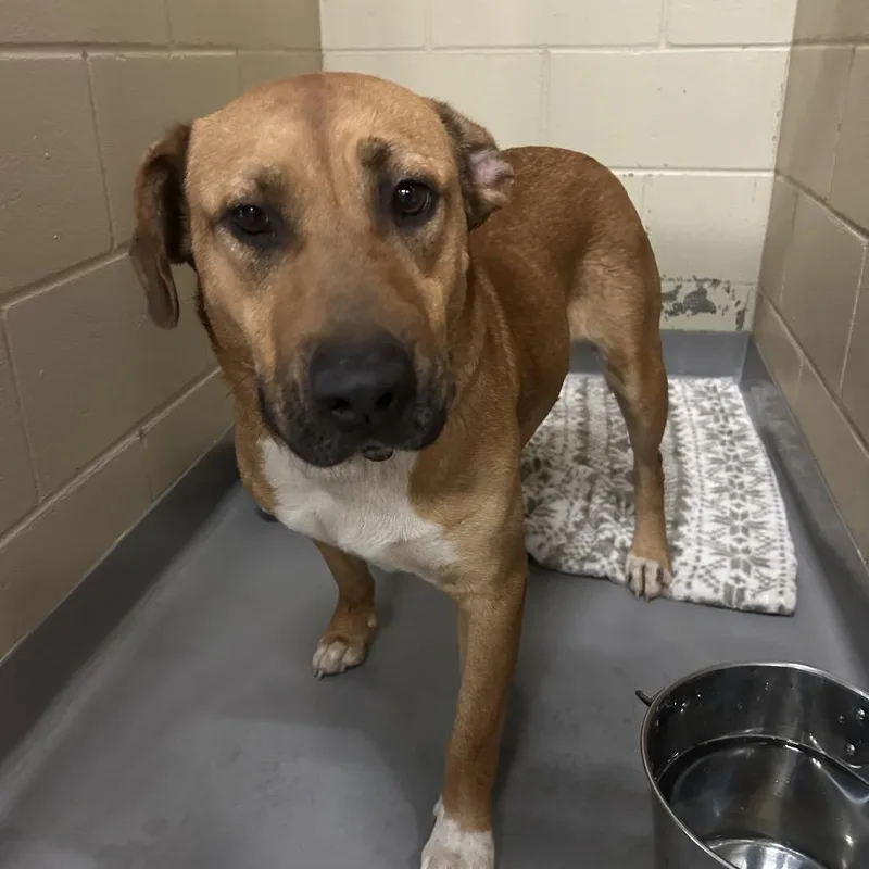 An adult medium-sized female Brown / Chocolate Mixed Breed dog named Straythstreet for adoption in Columbus, GA