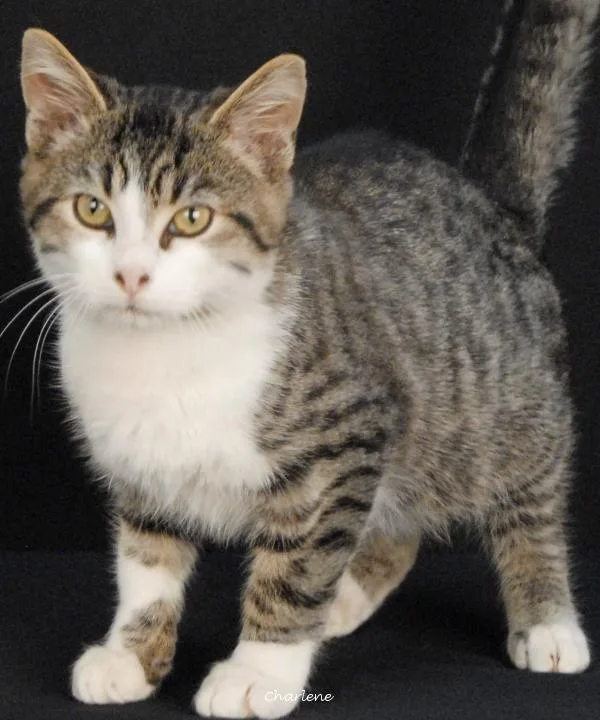 A young medium-sized male White Domestic Short Hair cat named Luka for adoption in Newland, NC