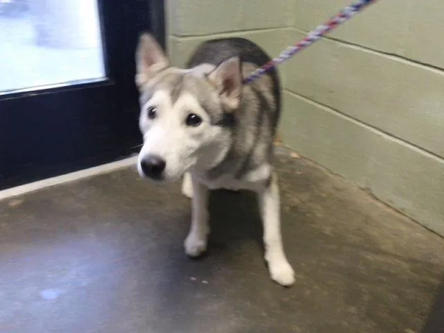 An adult medium-sized male Siberian Husky dog named Darrel for adoption in Tulsa, OK