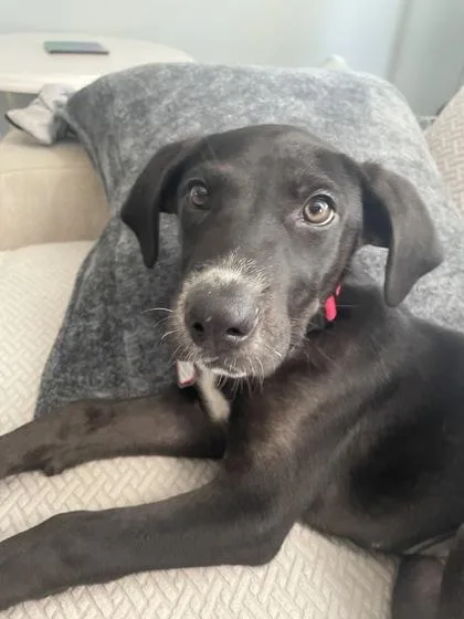 A baby small-sized female Labrador Retriever dog named Stevie for adoption in Washington, DC