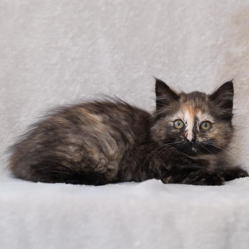 A baby small-sized female Tortoiseshell Domestic Medium Hair cat named Robin for adoption in Sunnyvale, CA