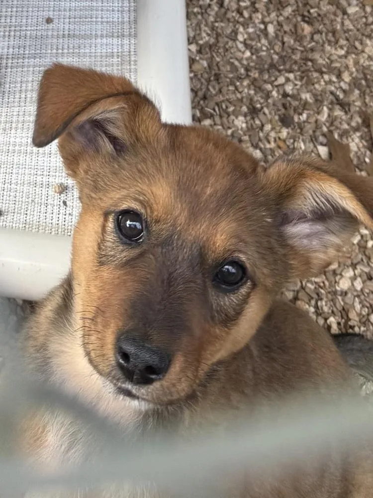 Pistachio thumbnail 2