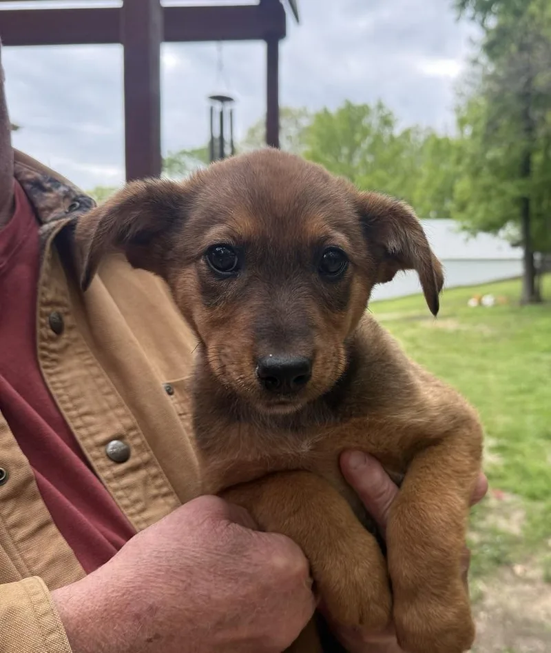 Pistachio thumbnail 3