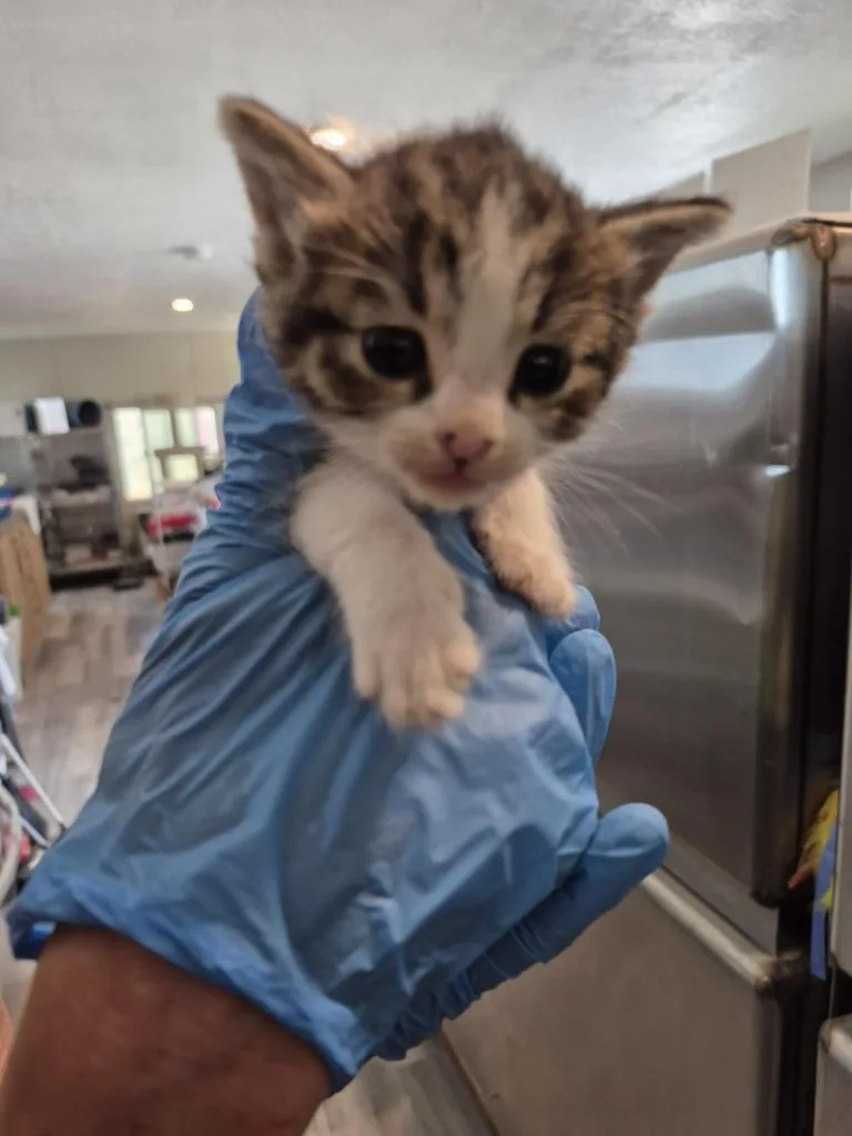 A baby small-sized female Domestic Short Hair cat named Marbles for adoption in Pahrump, NV