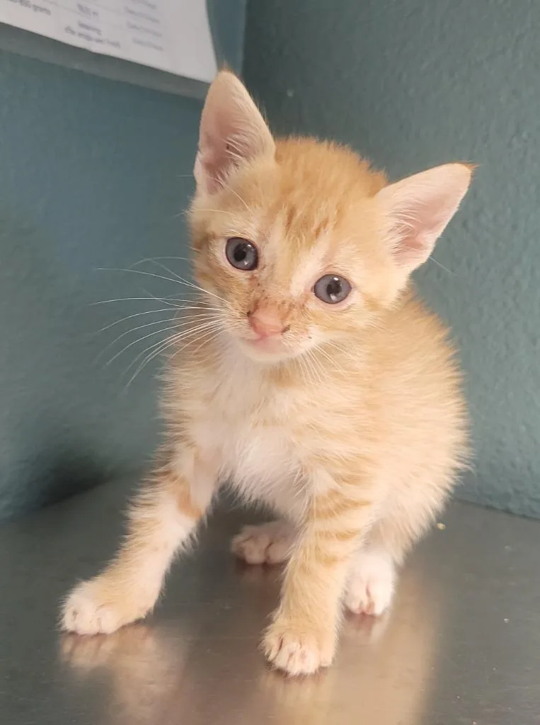 A baby small-sized female Domestic Short Hair cat named Bitty for adoption in Seven Points, TX