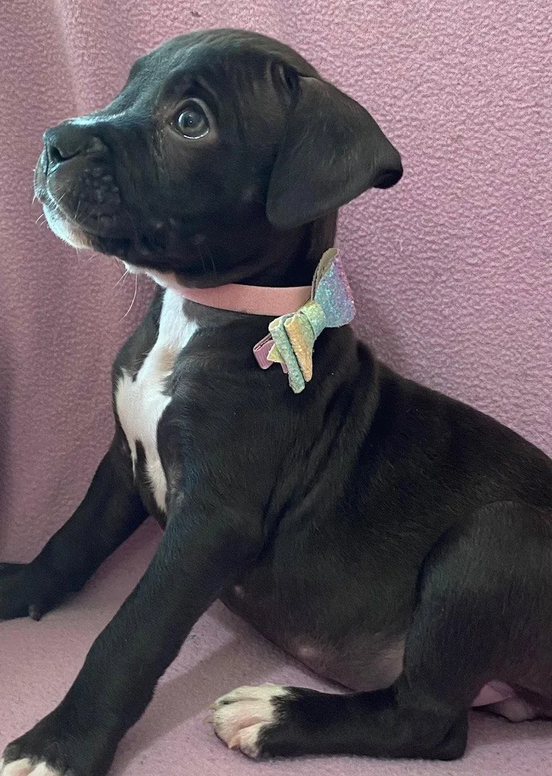 A baby medium-sized female Terrier dog named Brandi for adoption in Newport, KY
