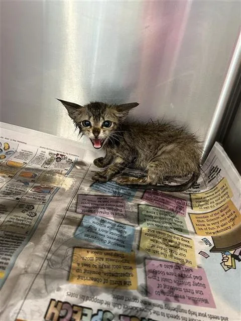 A baby small-sized female Domestic Short Hair cat named Felicia for adoption in San Antonio, TX