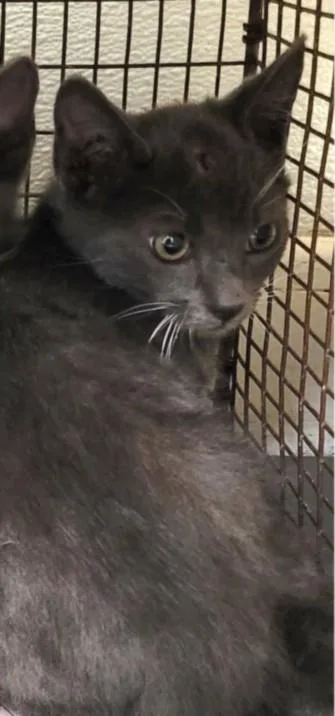 A baby small-sized male Domestic Short Hair cat named Laalaa for adoption in Los Angeles, CA