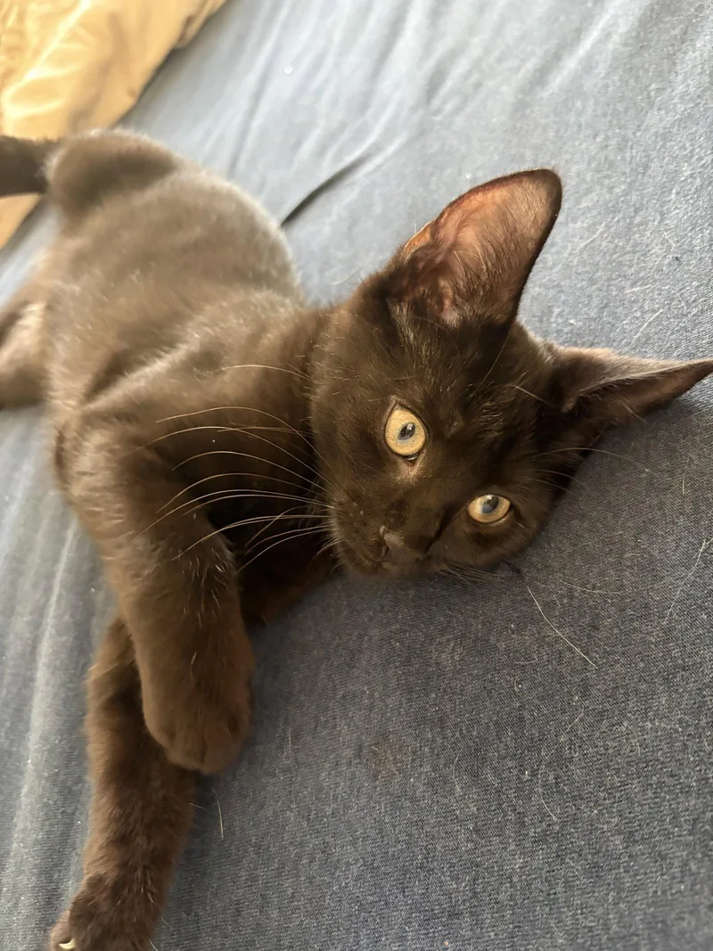 A baby medium-sized male Black & White / Tuxedo Domestic Short Hair cat named Sunrise for adoption in Broomall, PA