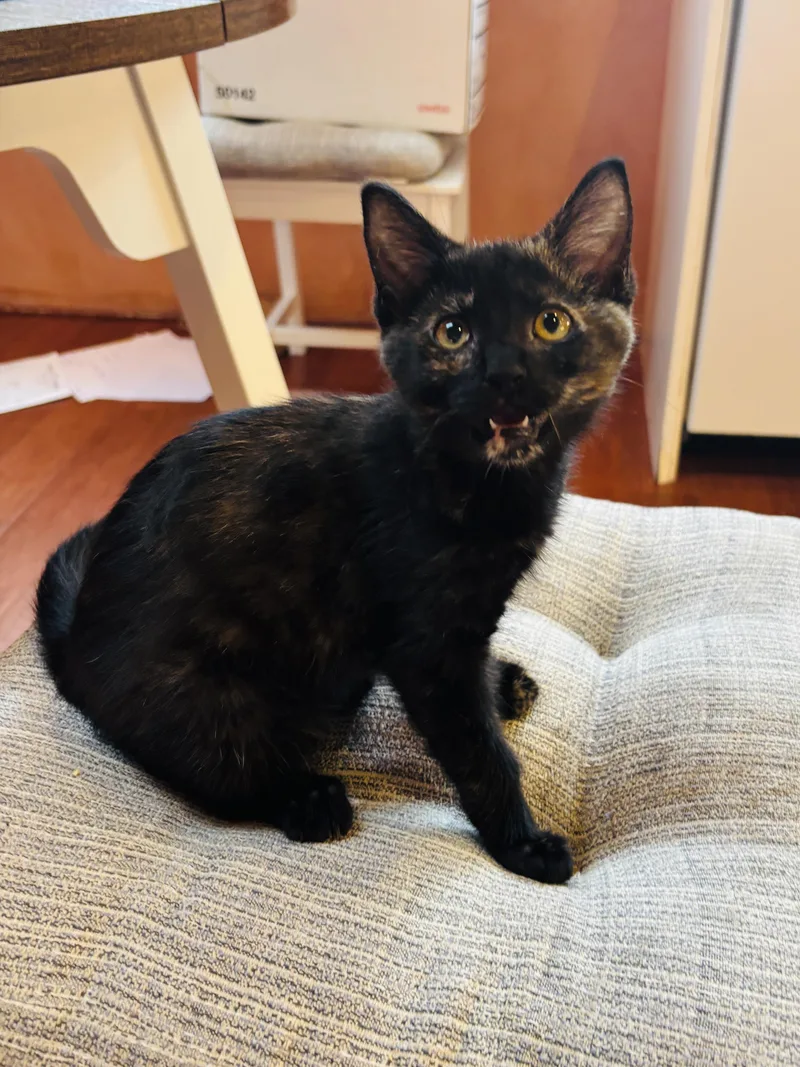 A baby small-sized female Tortoiseshell cat named Anaconda for adoption in Pinole, CA