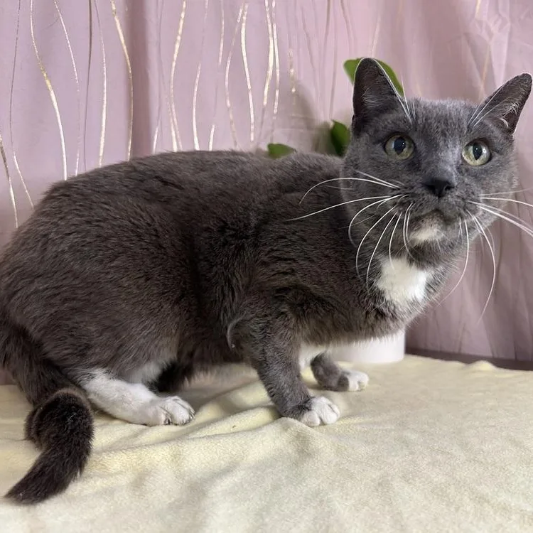 An adult medium-sized female Gray / Blue / Silver Domestic Short Hair cat named Saeris for adoption in Long Beach, MS