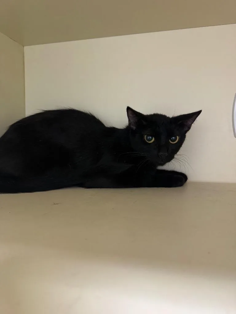 A young medium-sized female Domestic Short Hair cat named Princess Morbucks for adoption in Bloomington, IN