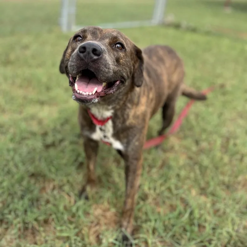 Chili Beans thumbnail 2