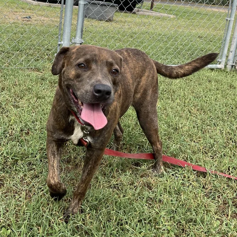 Chili Beans thumbnail 3