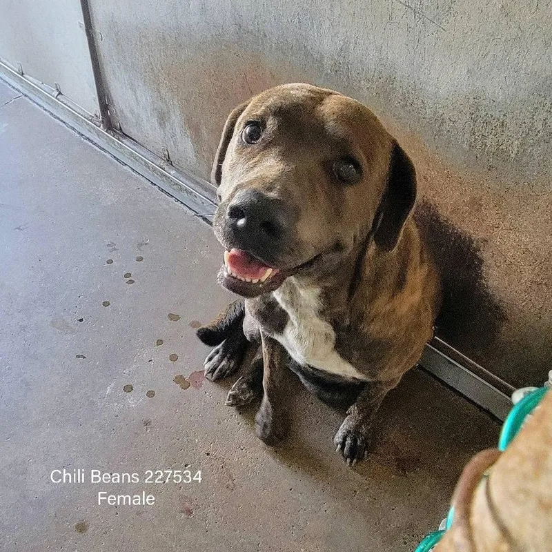 Chili Beans thumbnail 4