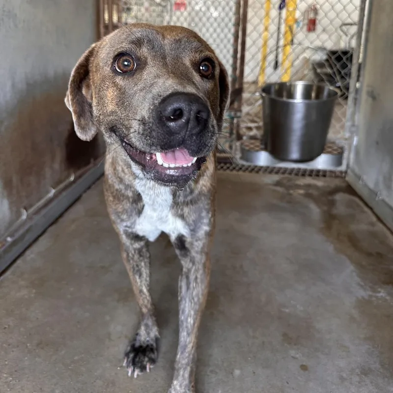 Chili Beans thumbnail 5