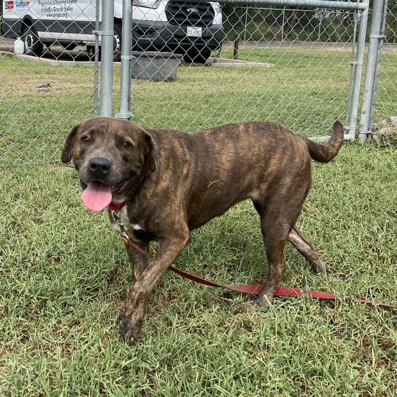 Chili Beans thumbnail 6