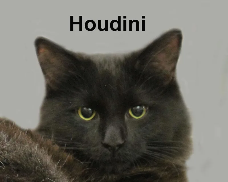 Houdini Devfuh. thumbnail 2
