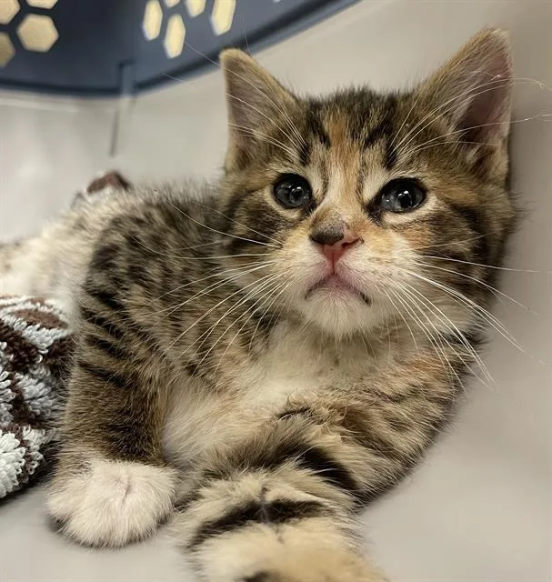 A baby medium-sized female Domestic Short Hair cat named Anna for adoption in Clyde, NC