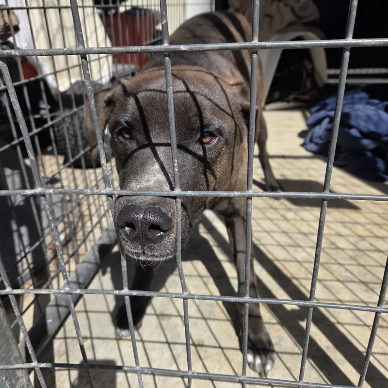 An adult large-sized male Brown / Chocolate Mixed Breed dog named Torch for adoption in Pagosa Springs, CO