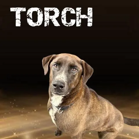 Torch thumbnail 3