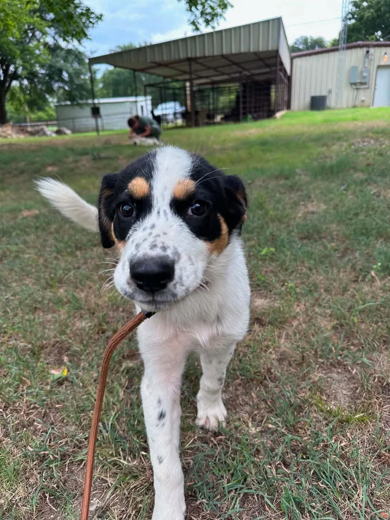 A baby large-sized female Australian Cattle Dog / Blue Heeler dog named Xylophone for adoption in New Baltimore, MI