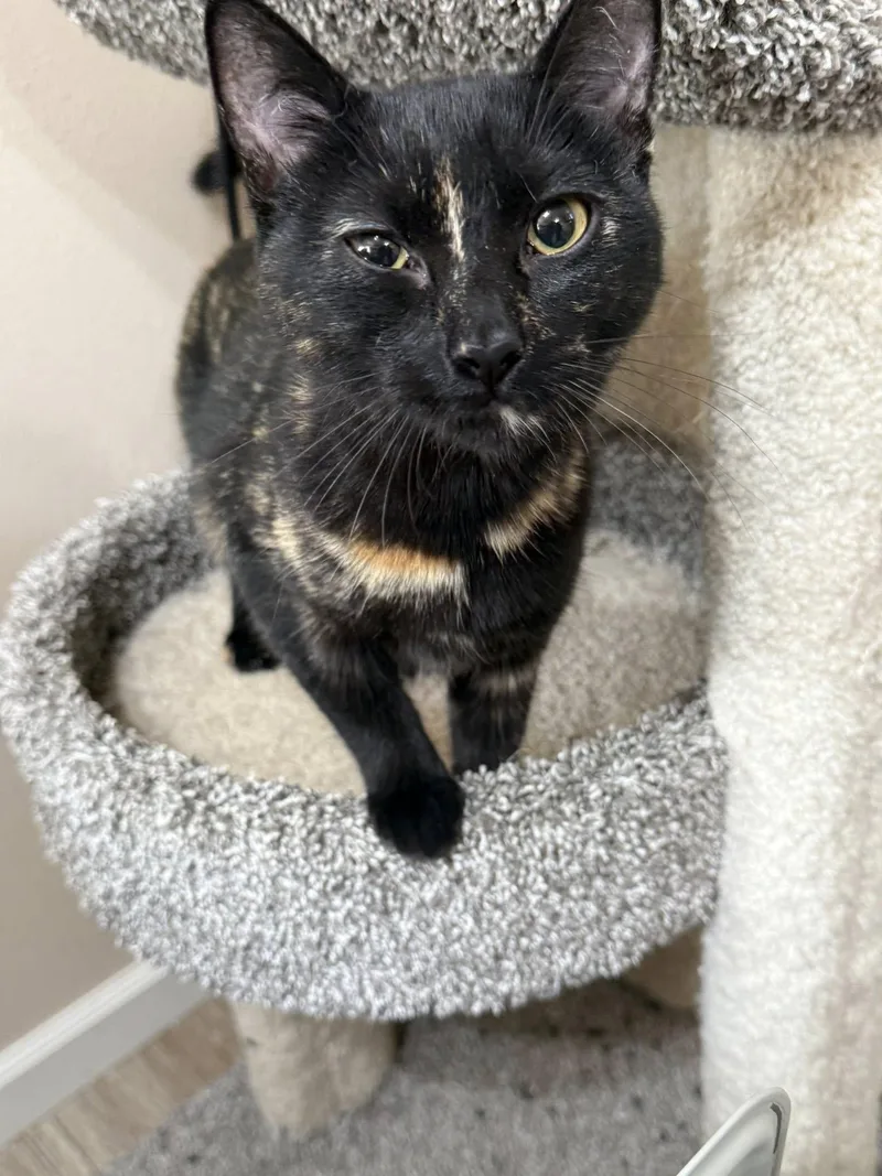 A young medium-sized female Tortoiseshell Domestic Short Hair cat named Bear for adoption in Tehachapi, CA